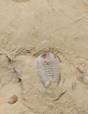Cambrian fossil trilobite Palaeolenus lanlenoisi,teaching,No.v22 na sprzedaż  Wysyłka do Poland