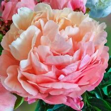 Double peony pink for sale  Staten Island
