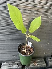 Sweetbay magnolia for sale  Martin