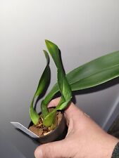 Orchidée maxillaria rufescens d'occasion  Parthenay
