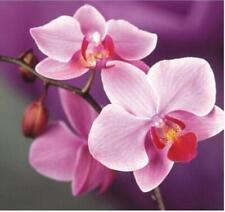 Orchid flower seeds for sale  Goldsboro