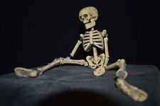 Esqueletos humanos articulados segunda mano  Embacar hacia Argentina