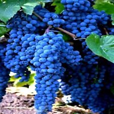 Wine grape seeds for sale  Lincolnton