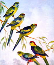 Australian birds mallee for sale  Sahuarita