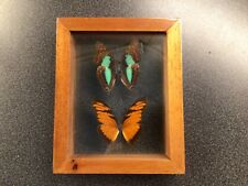 Two butterfly specimens for sale  Phoenixville