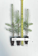 potted douglas fir trees for sale  Albany