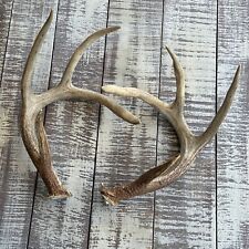 Point whitetail deer for sale  Bethalto