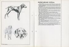 Hungarian vizsla 1978 for sale  COLEFORD