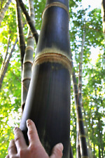 Rough bamboo seeds for sale  Beachwood