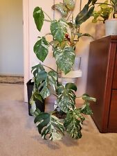 Leaf variegated monstera for sale  Greencastle