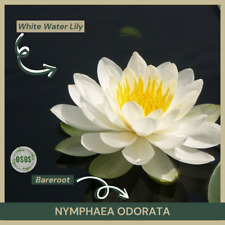 Bareroot nymphaea odorata for sale  Portville