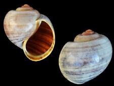 Pila dolioides - Shells from all over the World NEW!!!, używany na sprzedaż  PL