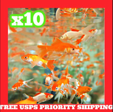 X10 live freshwater for sale  Saint Petersburg