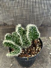 cactus cristata crest for sale  Gilroy