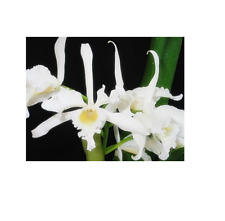 Orchid cattleya laelia for sale  Alameda