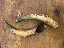 Antique cows horns for sale  STRATFORD-UPON-AVON