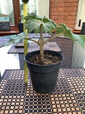 chinese plant pot for sale  DONCASTER