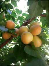 Alberi da frutto Albicocca varietà d'Imola dolce pianta da frutta albicocco usato  Terlizzi