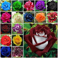 10x rose seeds for sale  WINSFORD