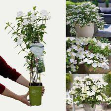 White hydrangea runaway for sale  GLASGOW