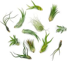 Air plants variety for sale  Feasterville Trevose