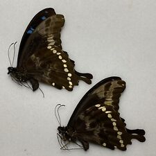 Butterfly papilio hornimanni for sale  READING