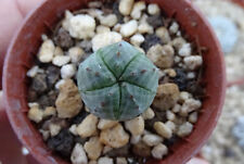 Euphorbia obesa ribs d'occasion  Servian