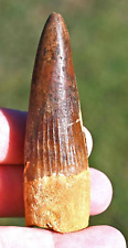 Spinosaurus tooth 3.2 for sale  Scottsdale