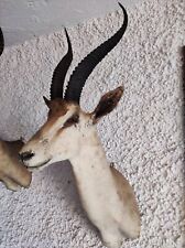 Trofeo antilope africana usato  Anguillara Sabazia