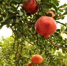 Pomegranate tree fruit for sale  Fresno