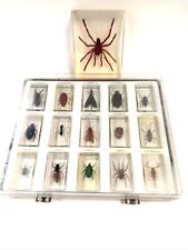 bug collection for sale  RUGBY