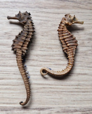 Vintage dried seahorse for sale  ABERDEEN