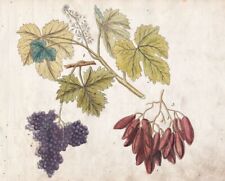 Rosinen raisins botany gebraucht kaufen  Seubersdorf