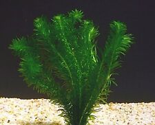 Elodee egeria densa for sale  Shipping to Ireland