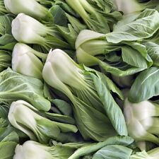 Bok choy cabbage for sale  Minneapolis