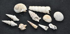 Conchiglia fossile gastropoda usato  Casalpusterlengo