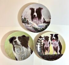 Border collie john for sale  STOKE-ON-TRENT