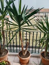 pianta yucca usato  Torino