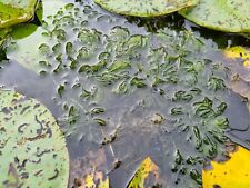 Stück hornkraut ceratophyllum gebraucht kaufen  Grimma