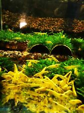 Yellow aquarium shrimp for sale  WORCESTER