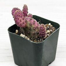 Cactus plant optunia for sale  San Jose