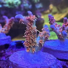 Thirstysreef acropora coral for sale  Los Angeles