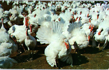 broad breasted turkeys for sale  Redondo Beach