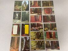 Redwood tree forest for sale  North Haven