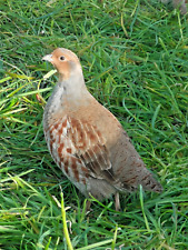 Grey english partridge for sale  NEWRY