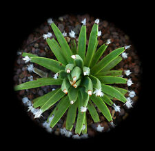 Agave albopilosa 5cm usato  Italia