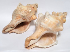 2 Weathered Striped Fox Conch Shells, 5 3/4" & 6” , Pleuroploca trapezium for sale  Shipping to South Africa