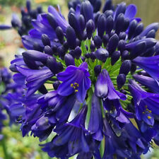 Agapanthus midnight sky for sale  IPSWICH