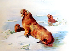 Walrus. vintage print for sale  NELSON