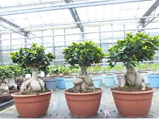 Ficus ginseng bonsai gebraucht kaufen  Goch
